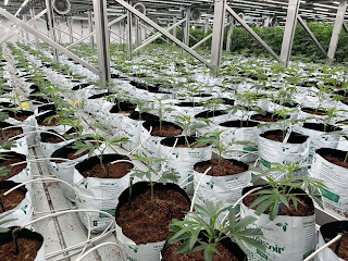 GROWCOIR logo