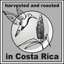 HARVESTED AND ROASTED IN COSTA RICA logo