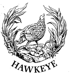 HAWKEYE logo