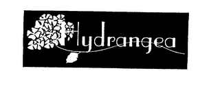 HYDRANGEA logo