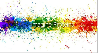 IMAGINE PROTEINS logo