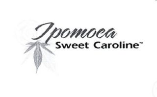 IPOMOEA SWEET CAROLINE