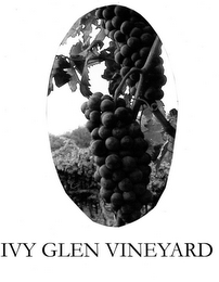 IVY GLEN VINEYARD logo