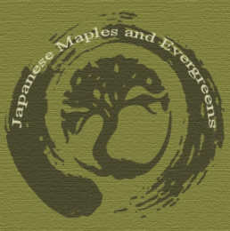 JAPANESE MAPLES AND EVERGREENS logo