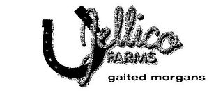 JELLICO FARMS GAITED MORGANS logo