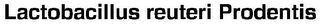 LACTOBACILLUS REUTERI PRODENTIS logo
