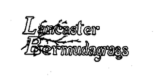 LANCASTER BERMUDAGRASS logo