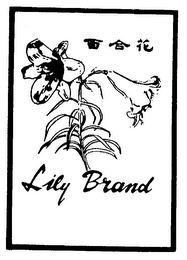 LILY BRAND logo