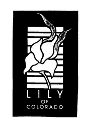 LILY OF COLORADO logo