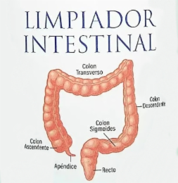 LIMPIADOR INTESTINAL COLON ASCENDENTE APÉNDICE COLON TRANSVERSO COLON SIGMOIDES RECTO COLON DESCENDENTE logo