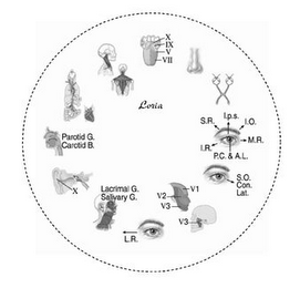 LORIA logo