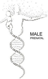 MALE PRENATAL logo