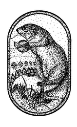 MARMOTA MONAX MONAX
