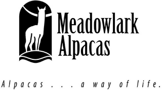 MEADOWLARK ALPACAS ALPACAS...A WAY OF LIFE. logo