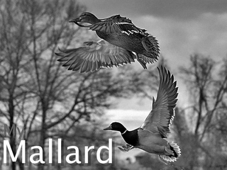 MY MALLARD logo