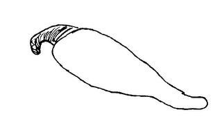 OL' GRINGO logo