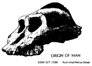 ORIGIN OF MAN KNM WT 17000 AUSTRALOPITHECUS BOISEI THIS EARLY MAN BELONGED TO A SPECIES THAT HAD ENORMOUS CHEEK TEETH AND A RELATIVELY SMALL BRAIN IT DATES TO ABOUT 2.5 MILLION YEARS AGO. logo