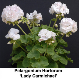 PELARGONIUM HORTORUM 'LADY CARMICHAEL' logo