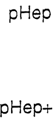 PHEP PHEP+ logo