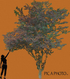 PIC A PHOTO logo