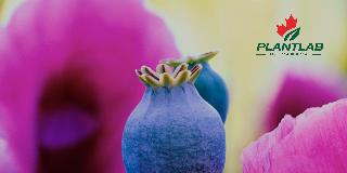 PLANTLAB OF CANADA logo