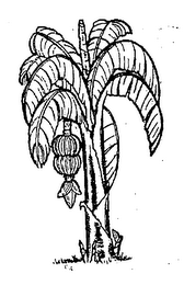 PLATANO RECORDS logo