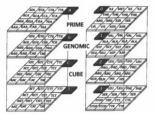 PRIME GENOMIC CUBE AAA, GAA CAA TAA AGA GGA CGA TGA ACA GCA CCA TCA ATA GTA CTA TTA AAG GAG CAG TAG AGG GGG CGG TGG ACG GCG CCG TCG ATG GTG CTG TTG AAC GAC CAC TAC AGC GGC CGC TGC ACC GCC CCC TCC ATC GTC CTC TTC AAT GAT CAT TAT AGT GGT CGT TGT ACT GCT CCT TCT ATT GTT CTT TTT LYS LYS ASN ASN ARG ARG SER SER THR THR THR THR ILE MET ILE ILE GLU GLU ASP ASP GLY GLY GLY GLY ALA ALA ALA ALA VAL VAL VAL VAL GLN GLN HIS HIS ARG ARG ARG ARG PRO PRO PRO PRO LEU LEU LEU LEU STOP STOP TYR TYR STOP TRP CYS CYS SER SER SER SER LEU LEU PHE PHE A G C T 0 1 2 3 logo