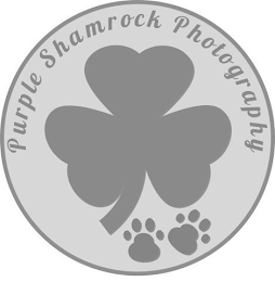 PURPLE SHAMROCK PHOTOGRAPHY logo