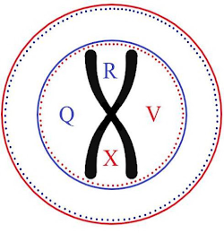 Q R V X X logo