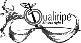 QUALIRIPE ALWAYS RIGHT logo