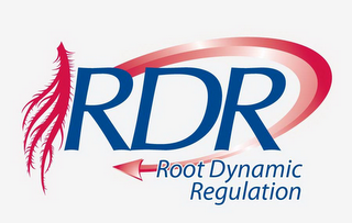 RDR ROOT DYNAMIC REGULATION logo