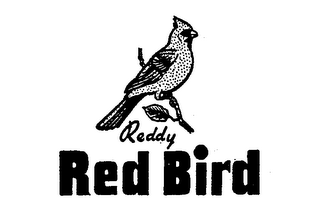 REDDY RED BIRD logo