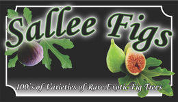 SALLEE FIGS 100'S OF VARIETIES OF RARE EXOTIC FIG TREES logo