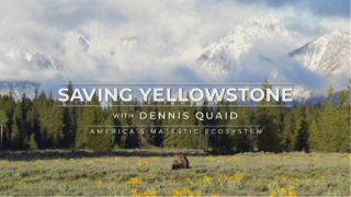 SAVING YELLOWSTONE WITH DENNIS QUAID AMERICA'S MAJESTIC ECOSYSTEM logo