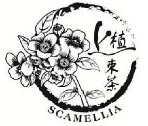 SCAMELLIA logo