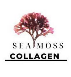 SEA MOSS COLLAGEN logo
