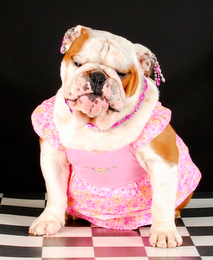 SHEBULLY logo