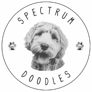 SPECTRUM DOODLES logo