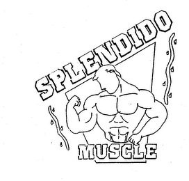 SPLENDIDO MUSCLE logo