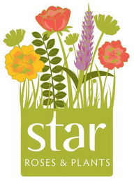 STAR ROSES & PLANTS logo