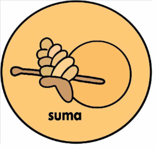 SUMA logo