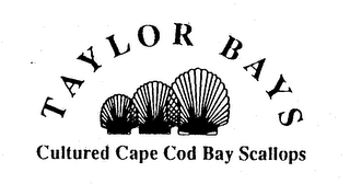 TAYLOR BAYS CULTURED CAPE COD BAY SCALLOPS logo