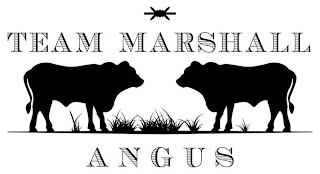 TEAM MARSHALL ANGUS logo