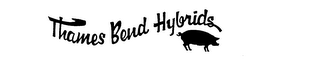 THAMES BEND HYBRIDS logo