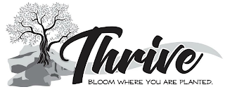 THRIVE BLOOM WHERE YOU ARE PLANTED.