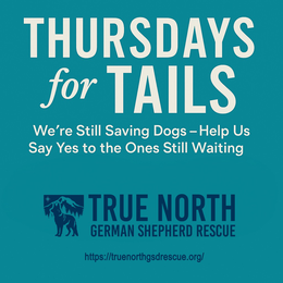 THURSDAYS FOR TAILS WE'RE STILL SAVING DOGS-HELP US SAY YES TO THE ONES STILL WAITING TRUE NORTH GERMAN SHEPHERD RESCUE HTTPS://TRUENORTHGSDRESCUE.ORG/ logo