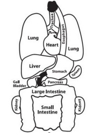 TRACHEA LUNG HEART ESOPHAGUS LUNG LIVER STOMACH SPLEEN GALL BLADDER PANCREAS LARGE INTESTINE KIDNEY SMALL INTESTINE KIDNEY logo