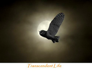 TRANSCENDENT LIFE logo