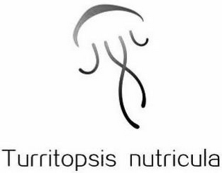 TURRITOPSIS NUTRICULA logo