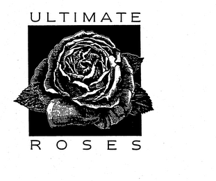 ULTIMATE ROSES logo